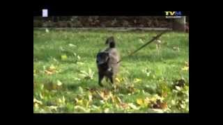 Zaadoptuj Zwierzaka - Cz.5