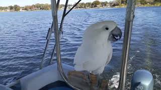 Romeo the Umbrella Cockatoo loves his pontoon boat rides