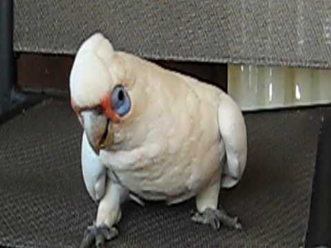 Noisy Honky - a pretty talkative western corella - Aug 24, 2009 