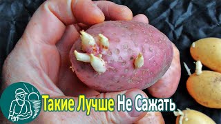 🥔 Признаки Вырождения Семенного Картофеля После Предварительного Хранения 🌿 Технология Гордеевых