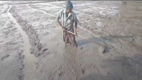 Growing paddy , The Art of Rice Production