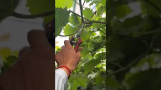 podando as parreiras de uva
