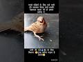itni garmi me apni chato aur balcony pr pani zaroor rakhe #birds #animals #pets #viralvideo