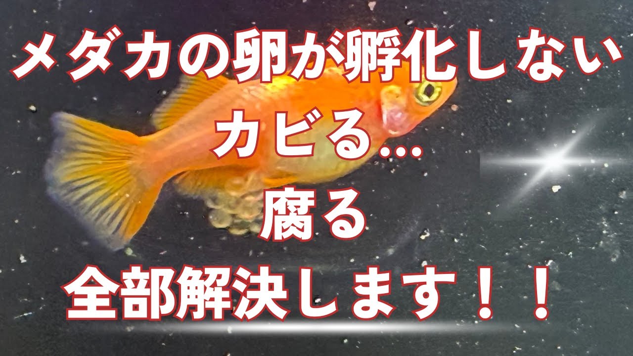 メダカの卵が孵化せず腐ったり、カビてしまう方、今すぐこれやってください！正しい卵の管理・保管法！