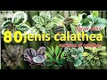 Senarai spesis pokok Calathea