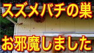 せっかくスズメバチの巣があるので近づいてみる