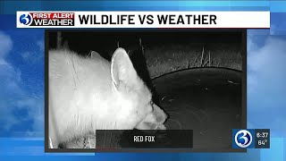 First Alert Weather Extra: The red fox on Wildlife vs. Weather!