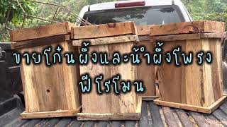 ขายโก๋นผึ้งพร้อมสอนการวางการเก็บผลผลิต