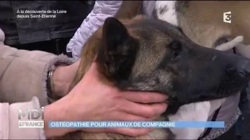 Comment devenir kinésithérapeute pour animaux ?