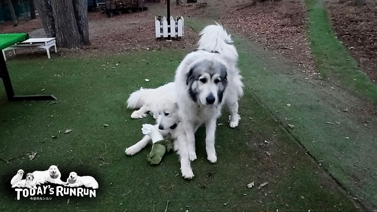 This puppy is still a child, so please forgive Lily's mischief