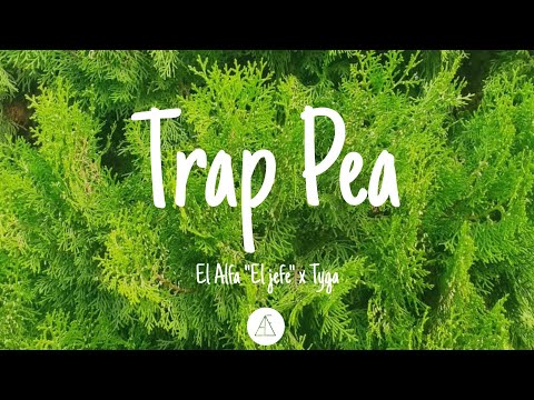 Trap Pea - El Alfa "El Jefe" × Tyga (Letra/Lyrics video)