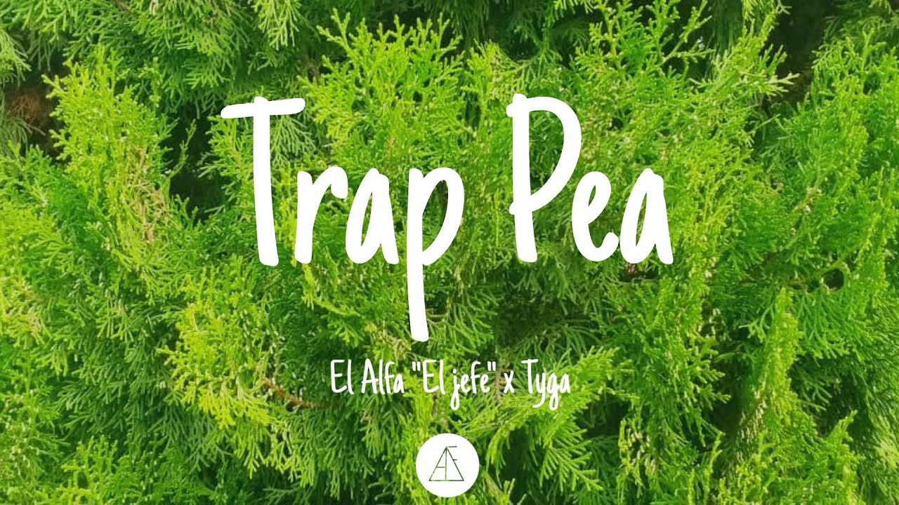 Trap Pea - El Alfa "El Jefe" × Tyga (Letra/Lyrics video)