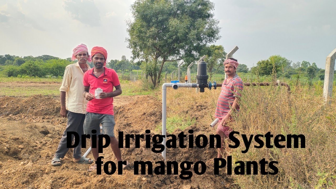 Drip Irrigation System for Mango plantation dripirrigationsystemraj