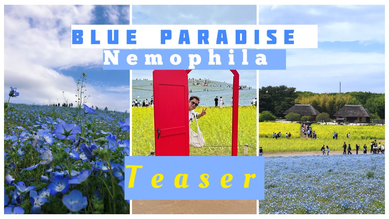 Japan's Blue Flower Paradise !! Teaser @vlogwithadun - YouTube