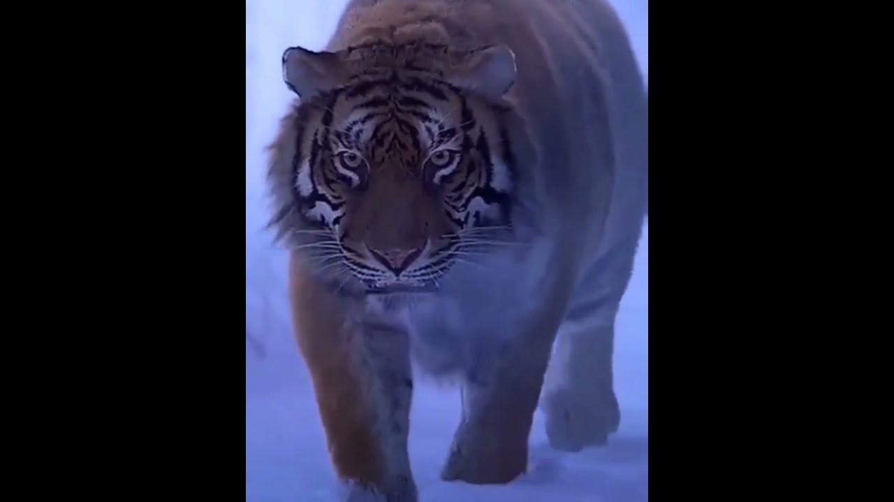 T R E N D 💥 Video Free Fire 🔥|| Target Head || 