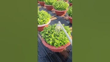 Tưới phân cúc đại đóa#ToanNguyen