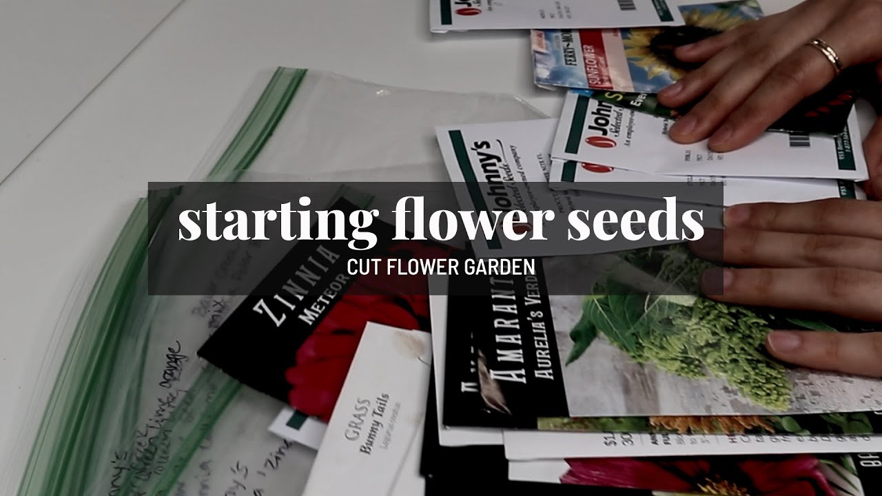 How to start flowers from seed Varieties for cut flowers, tips