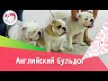 Английский бульдог. Особенности. Уход