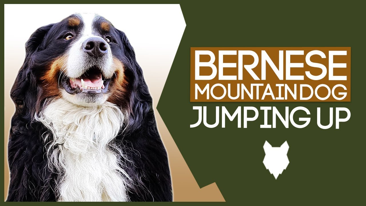 bernese mountain dog jumping