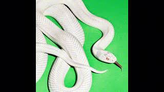 Deftones  I Think About You All The Time slowed  Reverb  Bass Boosted  Enhanced Mix