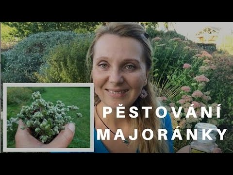 Video: Tipy na pestovanie majoránky v bylinkovej záhrade