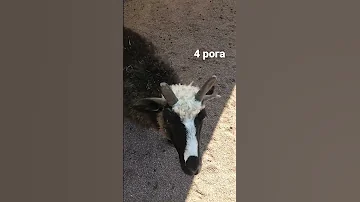 #рога коза с 4 рогами