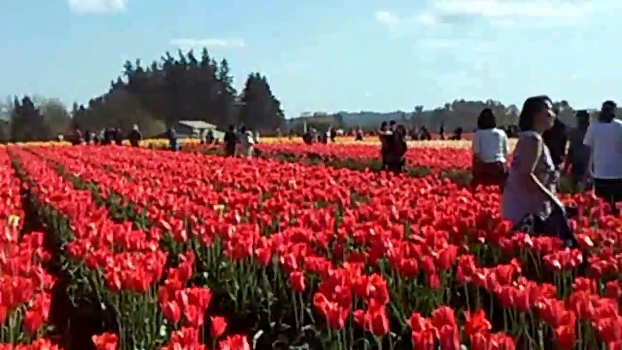 Tulip farm near Woodburn Oregon. YouTube