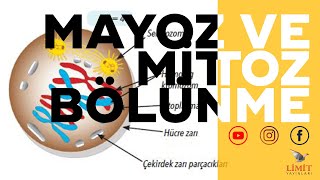 Mayoz Ve Mitoz Bölünme Limit Yayınları Öğreten Olsa