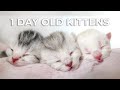 1 Day Old Kittens 🐱🐱🐱 | Scottish Fold &amp; Scottish Straight Kittens Born July 21st, 2020 💕