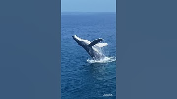Drone capture awesome clip of whale jump in middle of sea