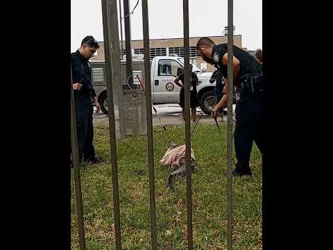 Gator Captured at Kashmere High School... Houston Animal Control