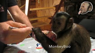 Monkey Loves Tuna