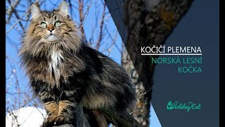Plemena koček: NORSKÁ LESNÍ KOČKA (reportáž)