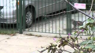Cat Running