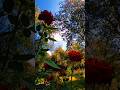 Краса природи #nature #rose #beautiful #природа #троянди #shorts #shortsvideo #shortsyoutube