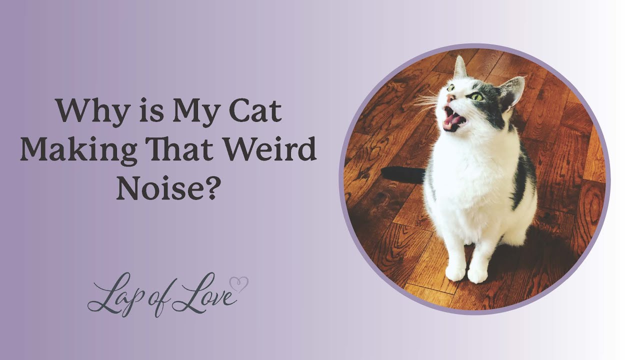 Why Is My Cat Making That Weird Noise At Night Dr Mary YouTube why-is-my-cat-making-that-weird-noise-at-night-dr-mary-youtube
