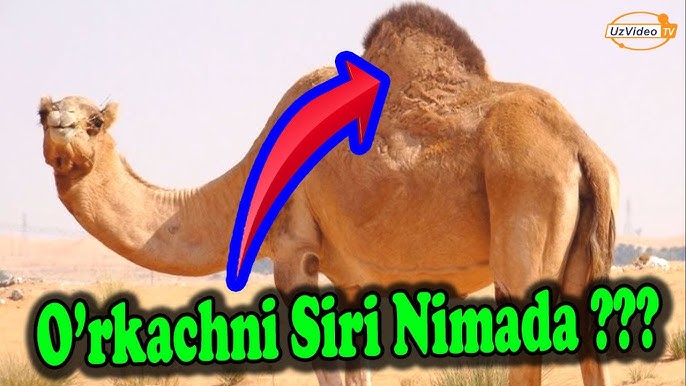 Qoshnining mast xotinini sikishdi