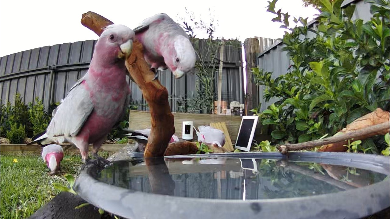 Australian Bird Bath Cam | 24/2/26 | magpie lark | galah | bower bird | lorikeets | crazy  action |