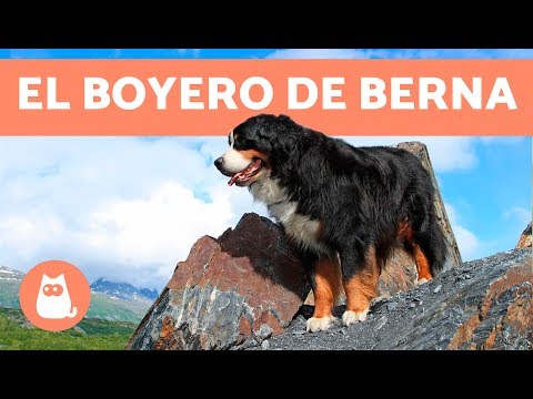 Video: Perro de montaña del pirineo: descripción, carácter, fotos y reseñas. Gran Boyero de los Pirineos