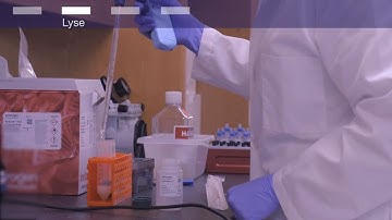 Endotoxin-Free Plasmid Prep | PureLink XP Maxi Kit Tutorial