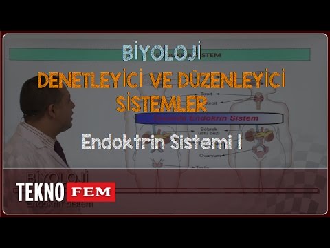 YGS-LYS BİYOLOJİ - Endoktrin Sistemi 1