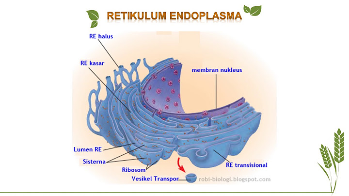 Organel yang terbesar yang terdapat dalam sitoplasma sel tumbuhan adalah