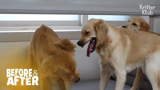 What Happens When A Dog Has Low SelfEsteem | Before & After Makeover Ep 45