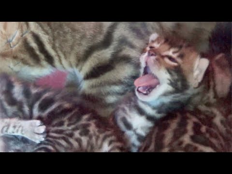 bengal-kittens-are-two-weeks-now---cute-yawning-and-meowing