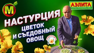 Настурция – СЪЕДОБНЫЙ ЦВЕТОК, который быстро начинает цвести.