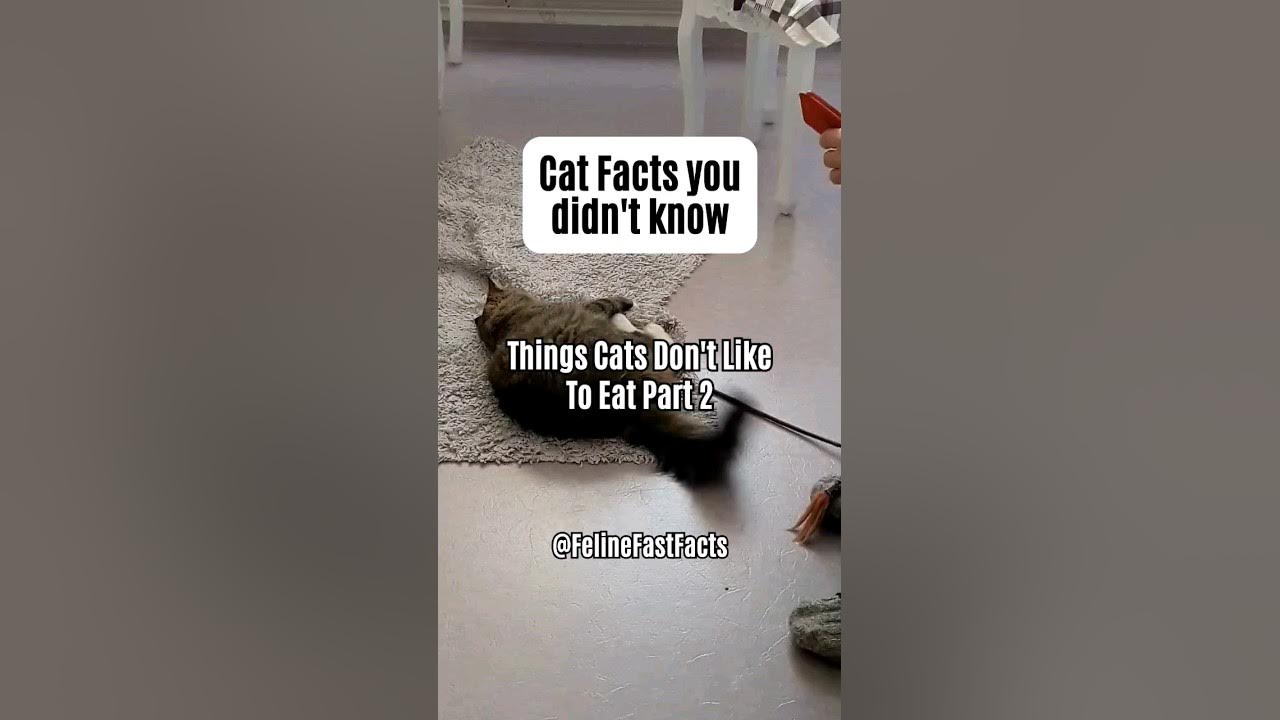 Things Cats dont like to eat Part 2 cats catfacts catfact catlovers