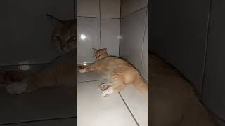 Ipus Oyen nggemesin