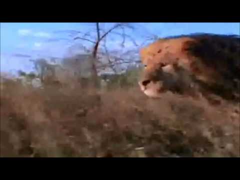 Simba (real version) - YouTube