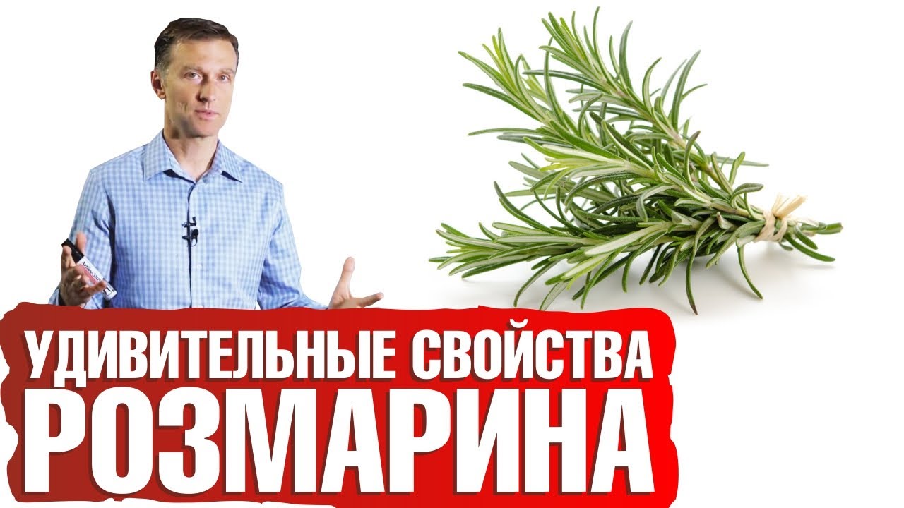 Польза розмарина для здоровья✅