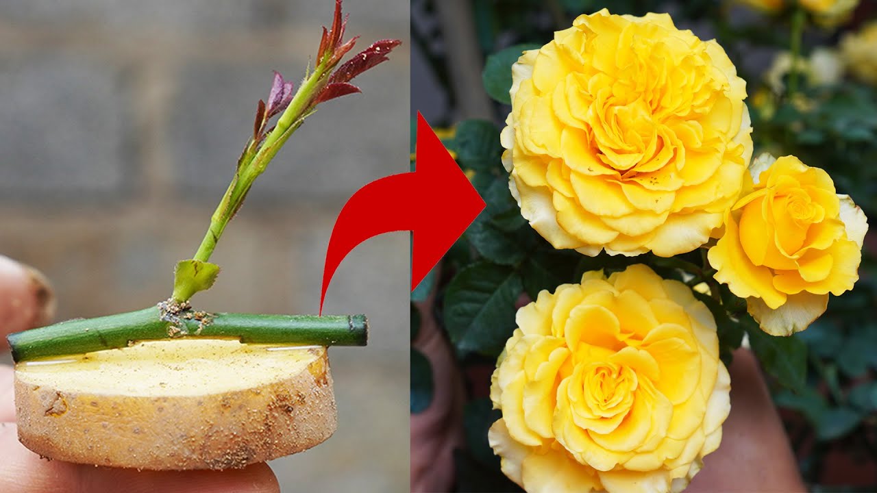 EASY! Grow Roses on Potatoes! Shocking Results! 2024 - YouTube